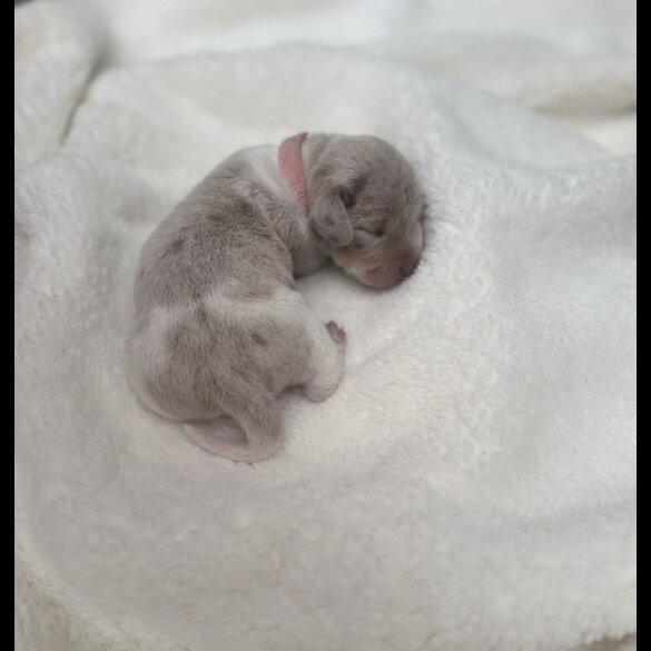 Dachshund (Miniature Smooth Haired)