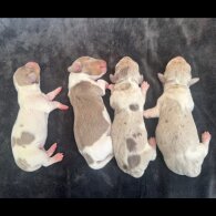Dachshund (Miniature Smooth Haired)