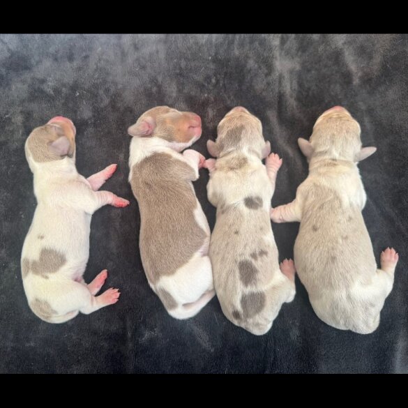 Dachshund (Miniature Smooth Haired)