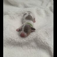 Dachshund (Miniature Smooth Haired)