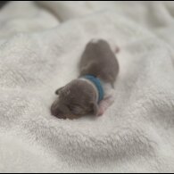 Dachshund (Miniature Smooth Haired)