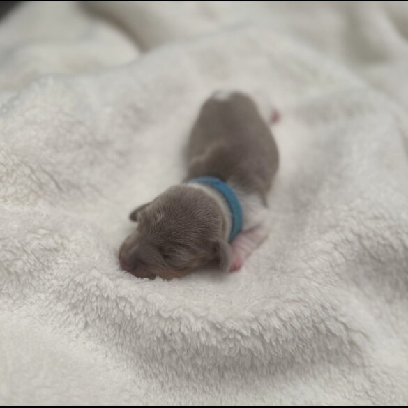 Dachshund (Miniature Smooth Haired)
