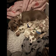 Dachshund (Miniature Smooth Haired)