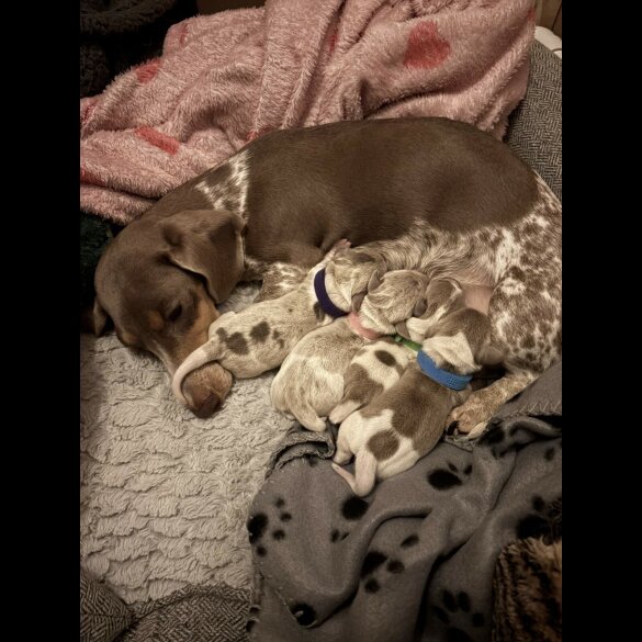 Dachshund (Miniature Smooth Haired)