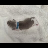 Dachshund (Miniature Smooth Haired)