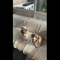 Dachshund (Miniature Smooth Haired)