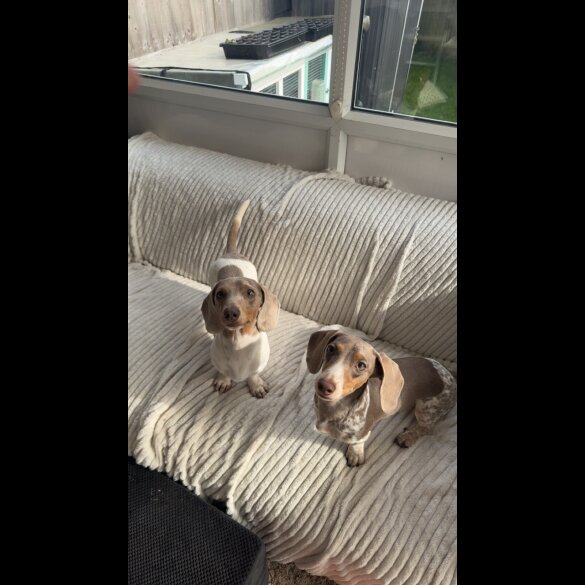 Dachshund (Miniature Smooth Haired)