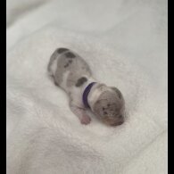 Dachshund (Miniature Smooth Haired)