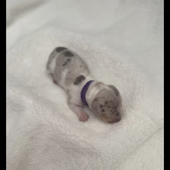 Dachshund (Miniature Smooth Haired)