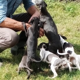 Italian Greyhound