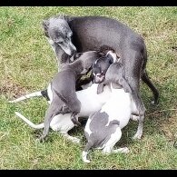 Italian Greyhound