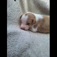 Jack Russell
