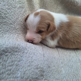 Jack Russell