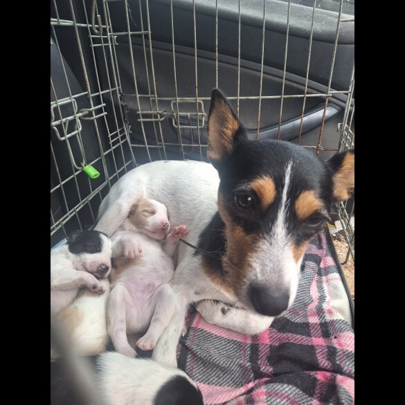 Jack Russell