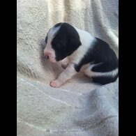 Jack Russell
