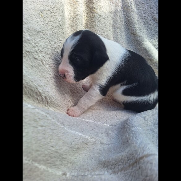 Jack Russell