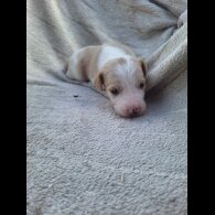 Jack Russell