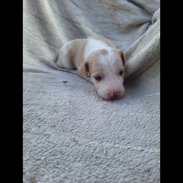 Jack Russell