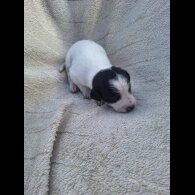 Jack Russell