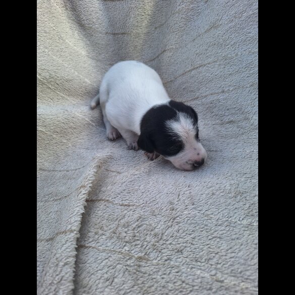 Jack Russell