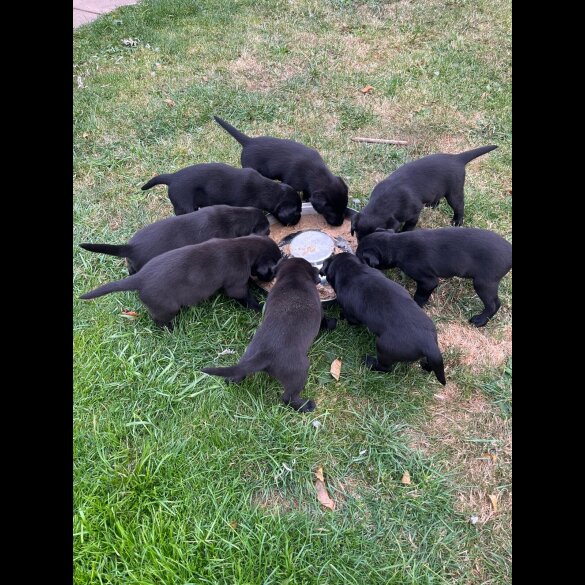 Labrador Retriever - Dogs