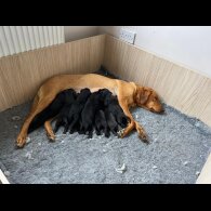 Labrador Retriever - Dogs