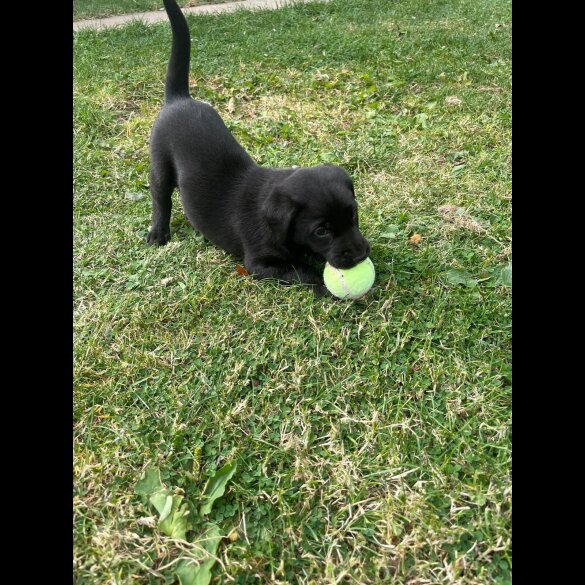 Labrador Retriever - Dogs