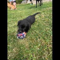 Labrador Retriever - Dogs