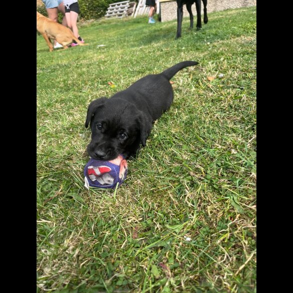 Labrador Retriever - Dogs