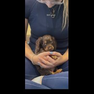 Working Cocker Spaniel