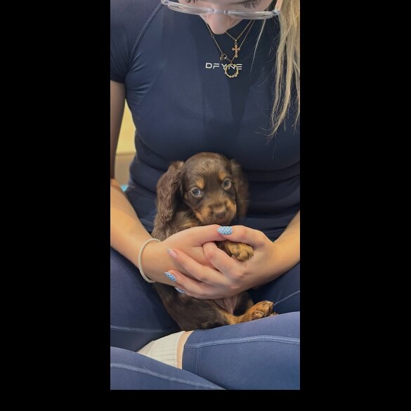 Working Cocker Spaniel
