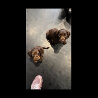 Working Cocker Spaniel