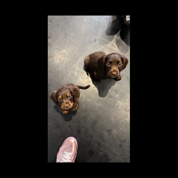 Working Cocker Spaniel