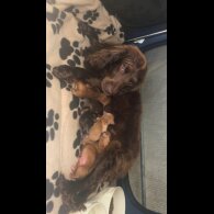 Working Cocker Spaniel
