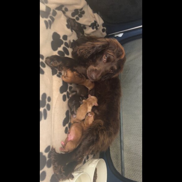 Working Cocker Spaniel