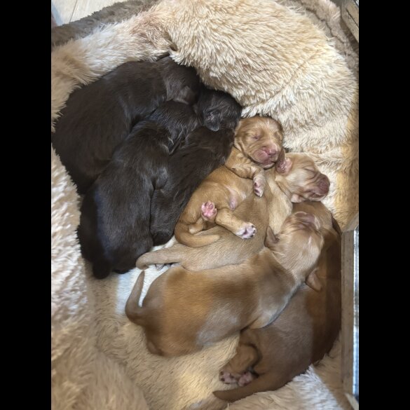 Working Cocker Spaniel