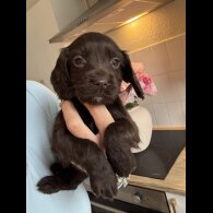Working Cocker Spaniel