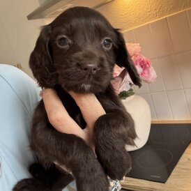 Working Cocker Spaniel