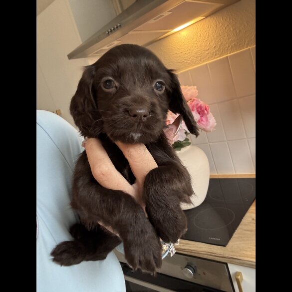 Working Cocker Spaniel