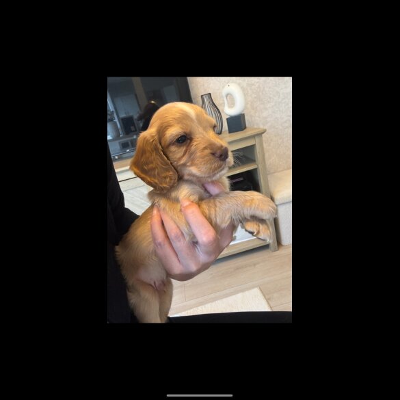 Working Cocker Spaniel