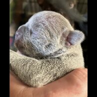 French Bulldog - Bitches