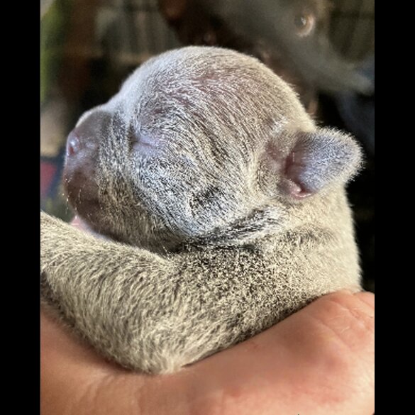 French Bulldog - Bitches