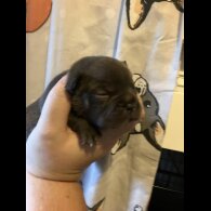 French Bulldog - Bitches