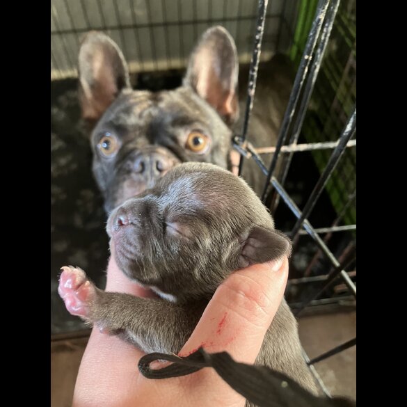 French Bulldog - Bitches