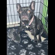 French Bulldog - Bitches