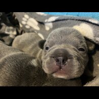 French Bulldog - Bitches