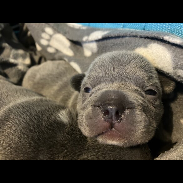 French Bulldog - Bitches