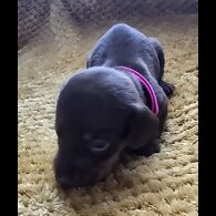 Dachshund (Miniature Smooth Haired)