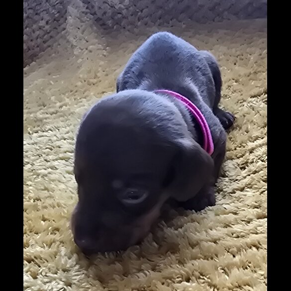 Dachshund (Miniature Smooth Haired)