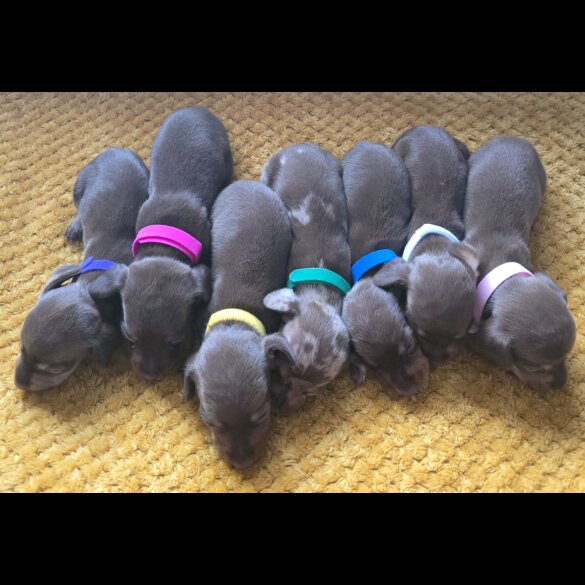 Dachshund (Miniature Smooth Haired)